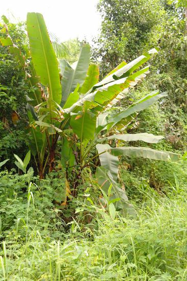 Cat Tien Nationalpark