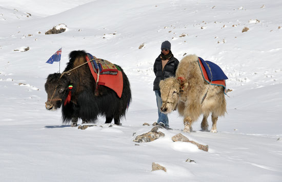 Yaks