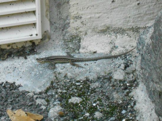 Gordévio - Schweiz
Mauerechse
http://reptilien-schweiz.jimdo.com/heimische-reptilien-1/echsen/mauereidechse/