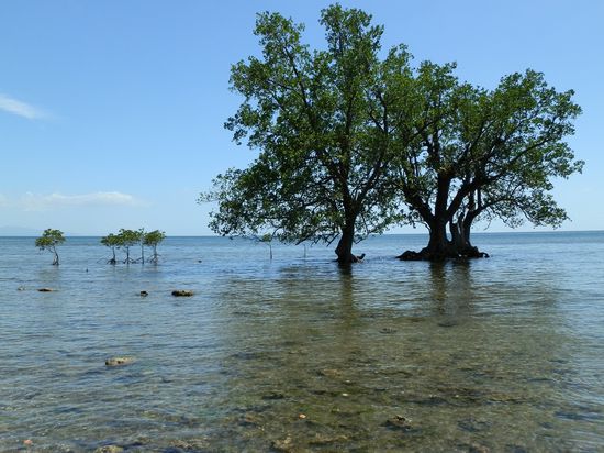 Bäume im Meer
Auch mal was Anderes