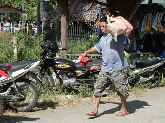 Noch mal Schwein gehabt