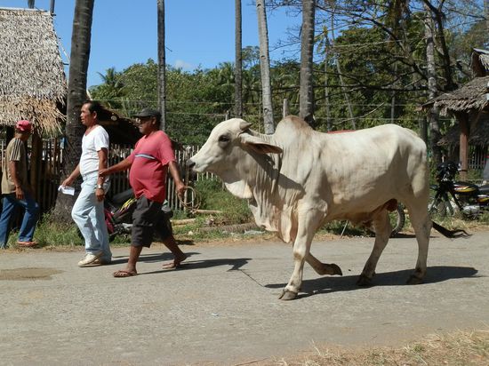 Ein Spaziergang
Ich glaub nicht der Letzte