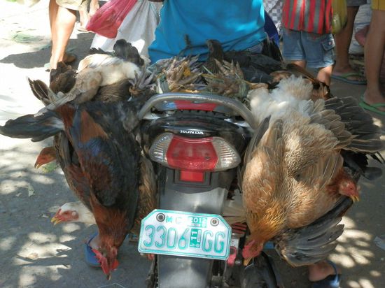 Man glaubt es nicht aber die sind lebendig
Nichts für zart beseitete