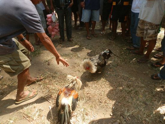 Kampfhähne werde hier besonders gut gepflegt
Kann man auch hier kaufen