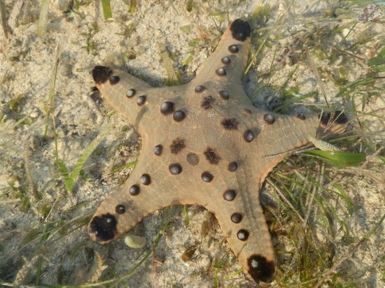 Direkt am Strand im seichten Wasser
