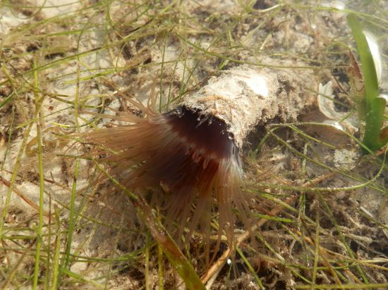 Übersetzt heißen die wohl 
Raketenwürmer