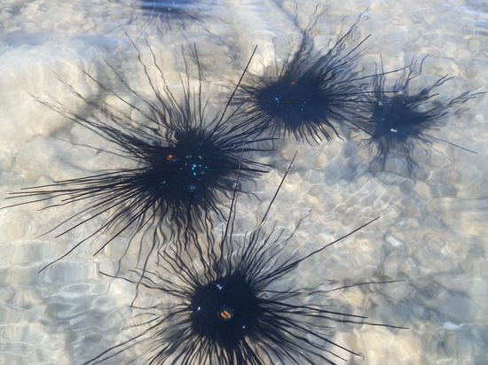 Nicht gerade meine Lieblingstiere
Seeungeheuer