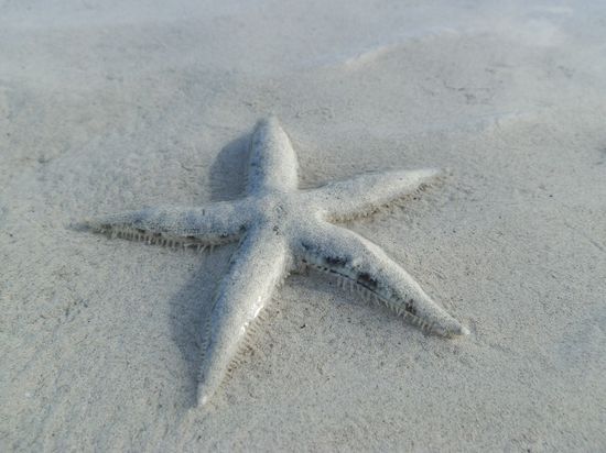 Tausende ist noch untertrieben