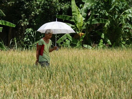 Gegenverkehr im Reisfeld