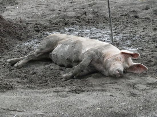 Hier darf Schwein noch Schwein sein 