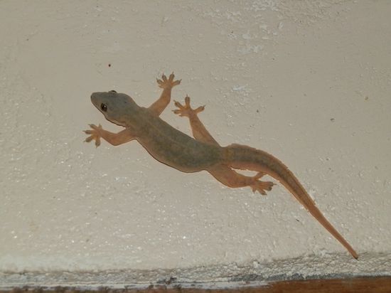 Ein täglicher Begleiter
Gibt es in jedem Zimmer