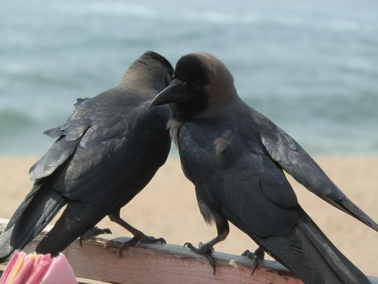 Turteltäubchen?
Ne diebische Glanzraben oder Krähen!