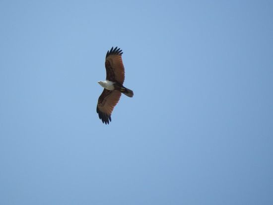 Weißbauch Fischadler
Von gefährdete Tierart kann man hier nicht reden
Die gesamte indische Küste ist voll von denen
Welch königliche schönheit!