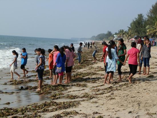 Das ist aber die Cherai Beach
Und das Grünzeug ist allgegenwärtig 