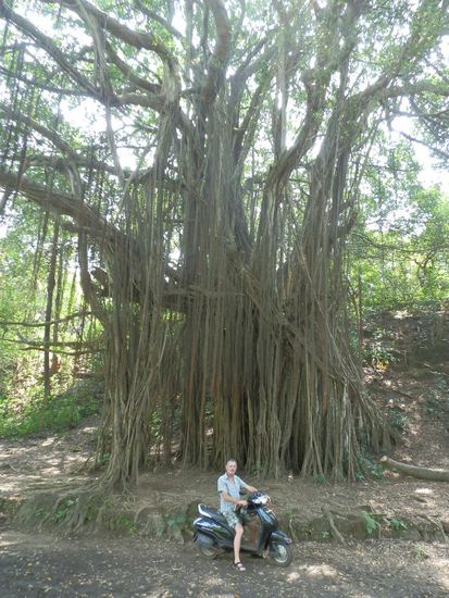 Von diesen Riesen gibt es hier echt viele