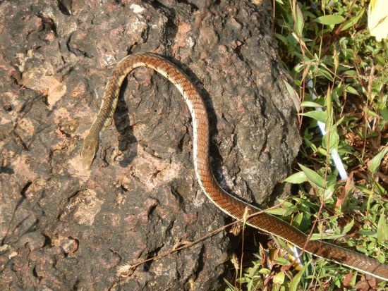 Immer schön lauf trampeln wenn man durchs hohe Gras geht !!!