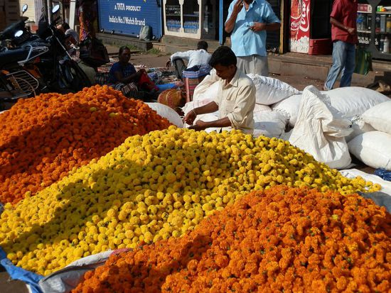 Unglaublich - alles Blumenköpfe 