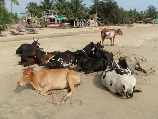 Patnem Beach 
Und die sind immer und überall da