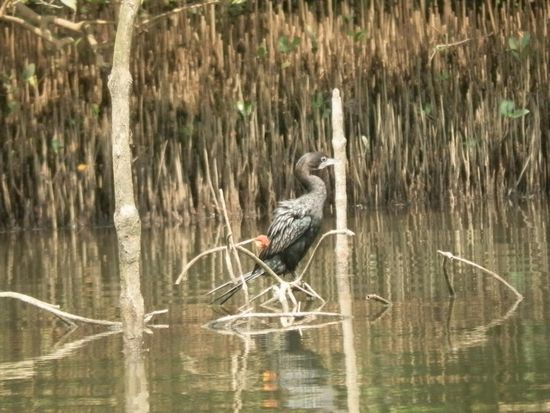 Luft anhalten und ganzzzzzzzzzz leise sein !