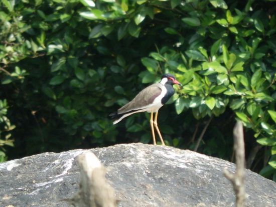 Ist das nicht eine Schönheit?