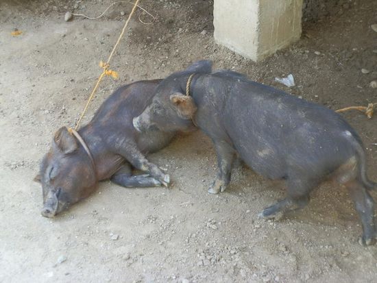 Immer diese ferkelleien 
Voll süss!!!