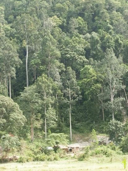 Hier sieht man mal die Ausmaße dieser hohen Bäume!!!