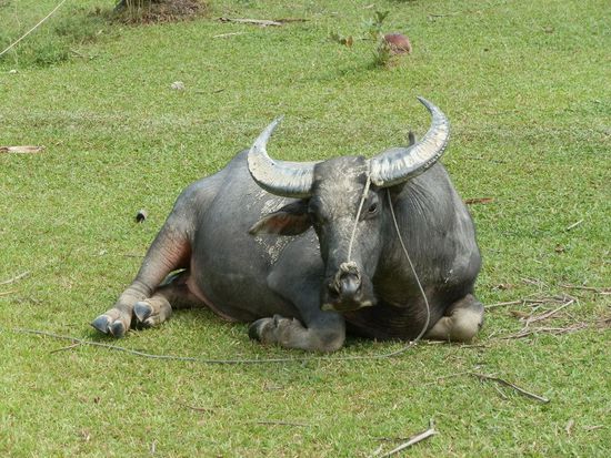 An den Haustieren vorbei
