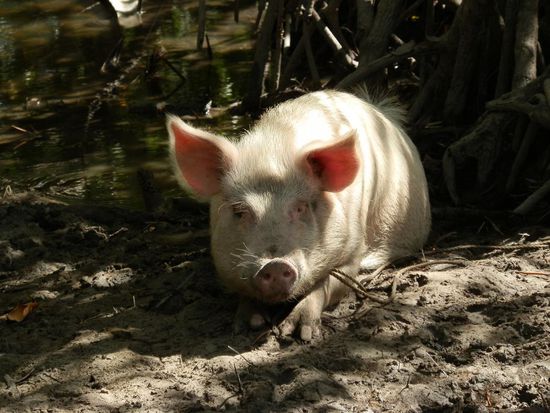 Das Hausschwein musste auch begrüßt werden
