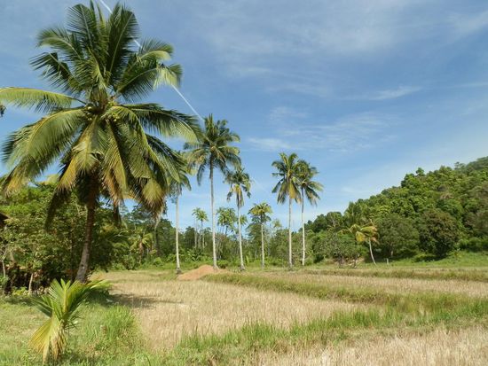 Reisfelder und keine Ahnung wo es weitergeht