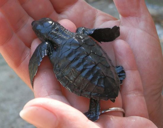 Baby Wasserschildkröte
Hab mich sofort darin verliebt!!!