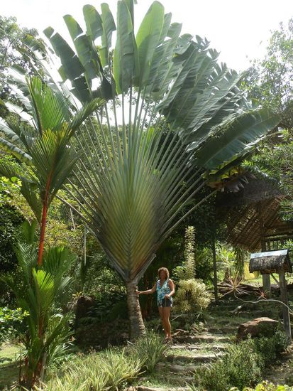 Zur Belohnung erreichten wir dann einen angelegten Palmengarten
Wusste gar nicht dass es so viel verschiedene gibt