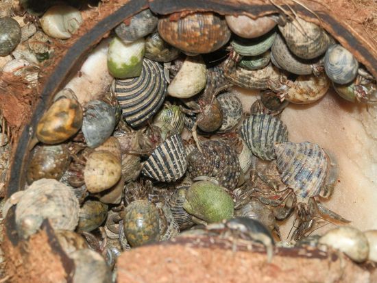 Einsiedlerkrebse mögen auch Kokosnuss!!!