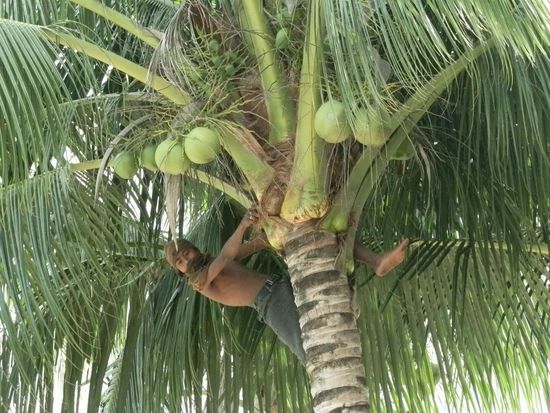 Kokosnussernte 
Damit auch kein Touri verletzt wird
