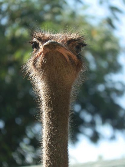 Wusste gar nicht dass es hier diese Tiere gibt!
Es gab aber einen Zaun rundherum 