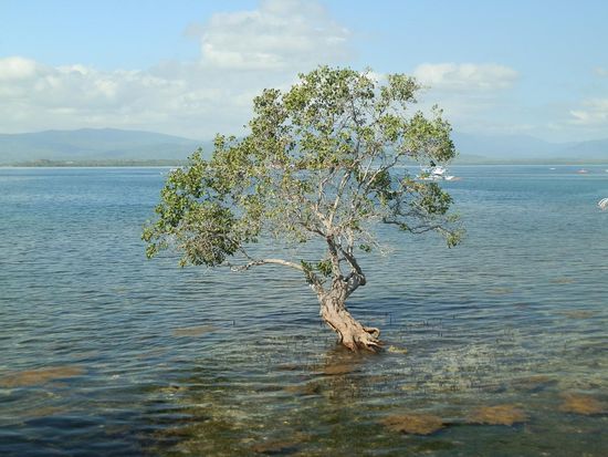 Eigentlich ein ganz netter Ausblick
Ansonsten gab es nur Mangroven