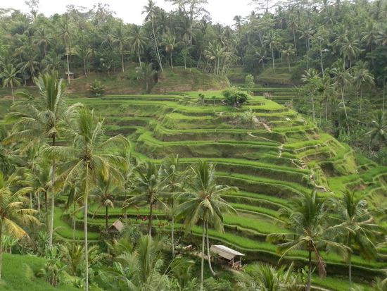 Die Reisterrassen von...hab ich vergessen
Auf den Weg zum Batu Batur