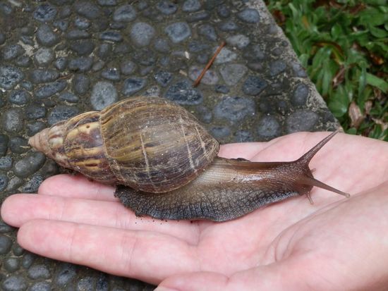 Und diese Riesenschnecken gibts im Garten vor unserer Hütte