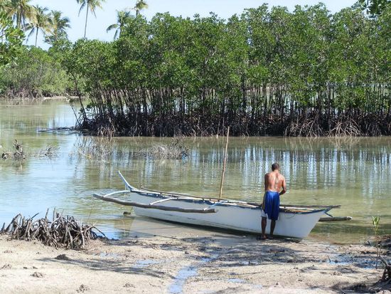An der Ostseite in den Mangroven