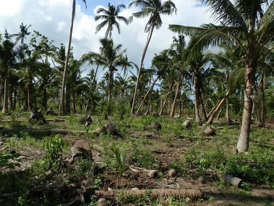 Hier sprachen wir mit einem Plantagenbesitzer
Die hälfte seiner Bäume sind weg und die andere Hälfte braucht lange um wieder Früchte zu tragen
Viele neue Bäumchen hat er bereits angepflanzt...doch die brauchen etwa vier Jahre um Früchte zu tragen
Wovon er lebt? - eine Organisation namens Oxfam setzt sich hier für diese Menschen ein