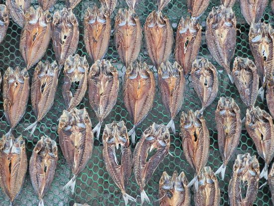 Trockenlegen
Tja das ist der Werdegang eines philippinischen Fisches