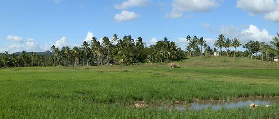Und Reisfelder...sogar ein Haus
Gerettet!!!