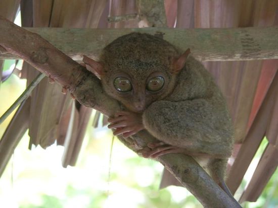 Die Tarsiere...die kleinsten Affen der Welt - glaub ich!
