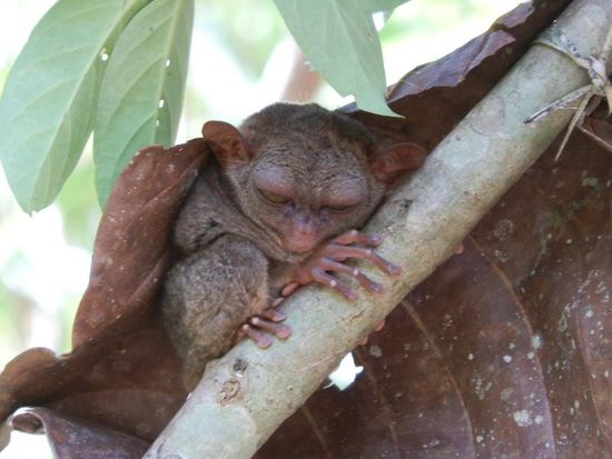 Aber rumspringen und so...nix da
Die denken nur ans Schlafen 