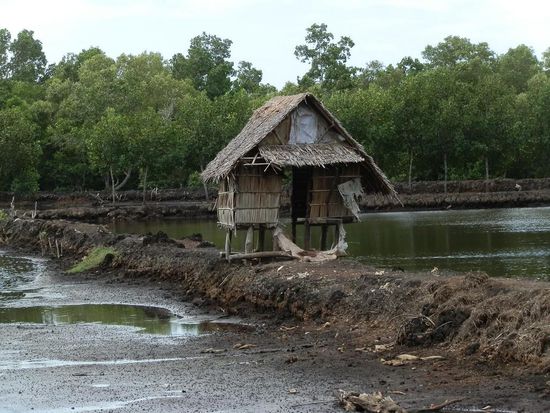 An Mangroven uns Fischfarmen vorbei