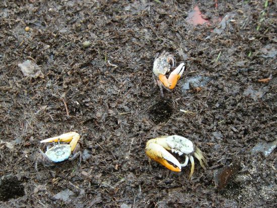 Diese netten Winkerkrabben sieht man hier zu Tausenden