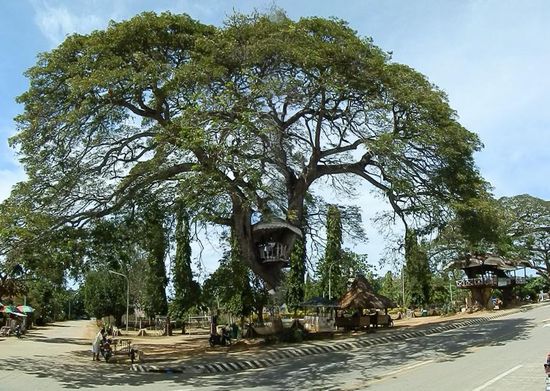 Die schönsten Baumhäuser die ich je gesehen habe 