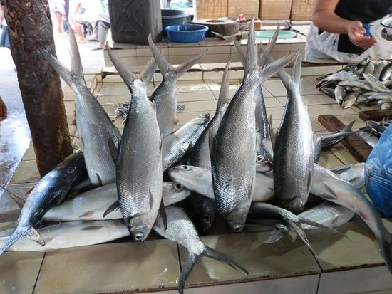 Wie bekommt man eigentlich Fische dazu einen Kopfstand zu machen