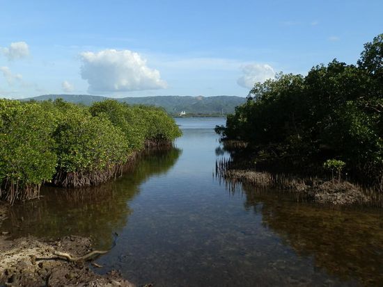 Überall Mangroven...soweit das Auge reicht