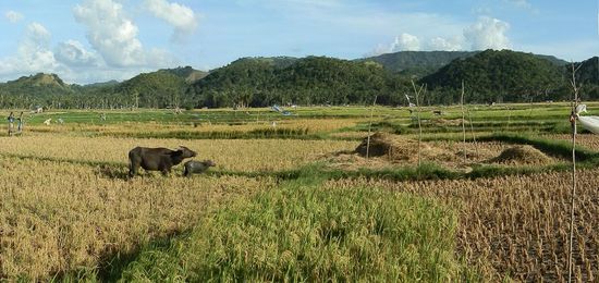 Für Heute ist genug...zurück nach Tubigon