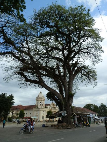 Auch die Kirche in Antequera hat einige große Risse 
Aber der Baum, der ist gigantisch